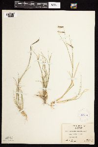 Bouteloua hirsuta image