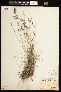 Bouteloua hirsuta var. hirsuta image