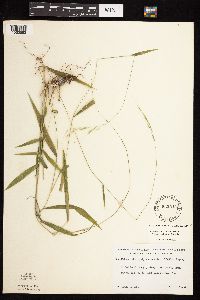 Brachyelytrum aristosum image