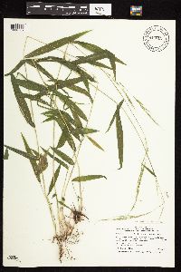 Brachyelytrum aristosum image