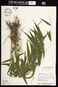 Brachyelytrum erectum image