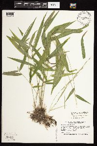 Brachyelytrum erectum image