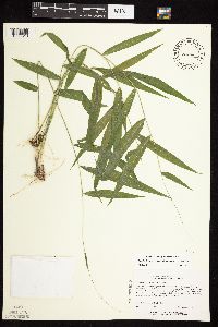 Brachyelytrum erectum image