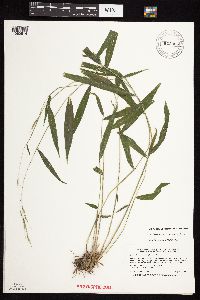 Brachyelytrum erectum image