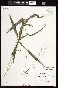 Brachyelytrum erectum image