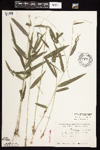 Brachyelytrum erectum image