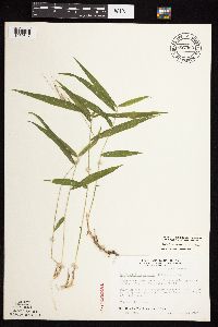 Brachyelytrum erectum image