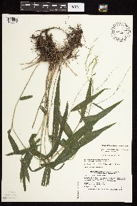 Brachyelytrum erectum image