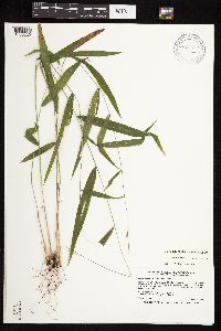 Brachyelytrum erectum image