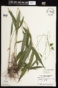 Brachyelytrum erectum image