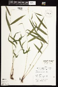 Brachyelytrum erectum image