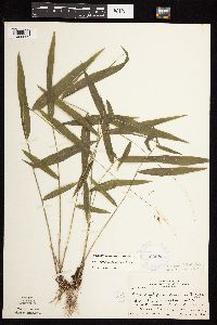 Brachyelytrum erectum image