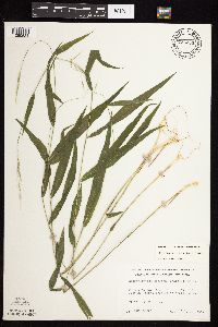 Brachyelytrum erectum image