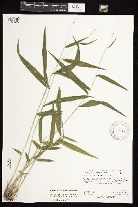 Brachyelytrum erectum image