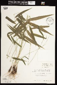 Brachyelytrum erectum image