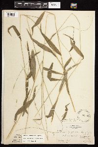 Brachyelytrum erectum image