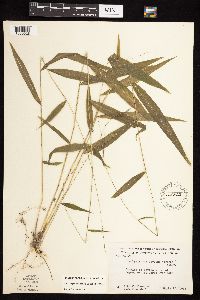 Brachyelytrum erectum image