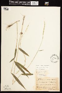 Brachyelytrum erectum image