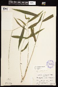 Brachyelytrum erectum image