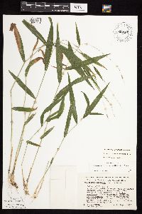 Brachyelytrum erectum image