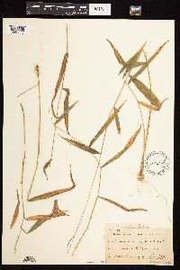 Brachyelytrum erectum image