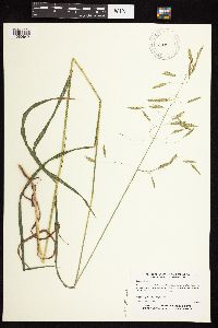 Bromus ciliatus image