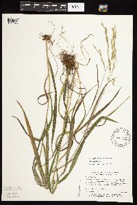 Bromus ciliatus image