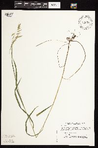 Bromus ciliatus image