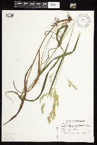 Bromus ciliatus image