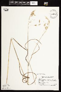 Bromus ciliatus image