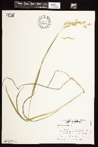 Bromus ciliatus image