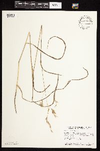 Bromus ciliatus image