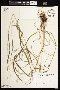 Bromus ciliatus image