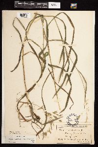 Bromus ciliatus image