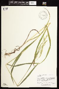 Bromus ciliatus image