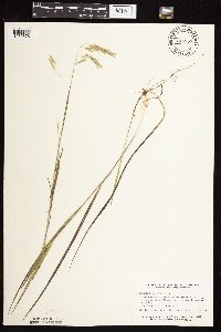 Bromus ciliatus image