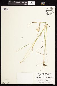 Bromus ciliatus image