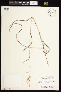 Bromus ciliatus image