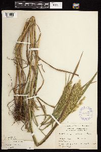 Bromus ciliatus image