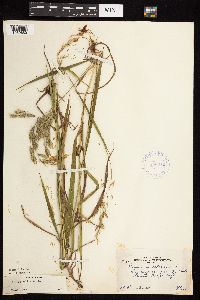 Bromus ciliatus image