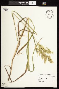 Bromus ciliatus image