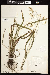 Bromus ciliatus image