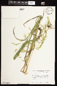 Bromus ciliatus image