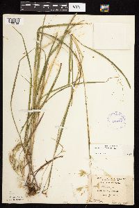 Bromus ciliatus image