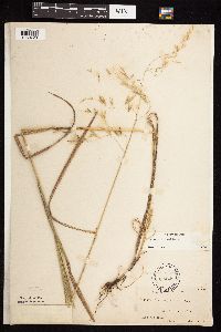 Bromus ciliatus image