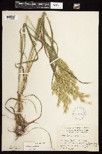 Bromus ciliatus image