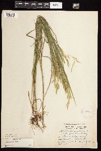 Bromus ciliatus image