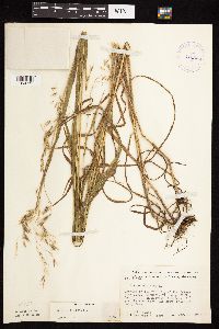 Bromus ciliatus image
