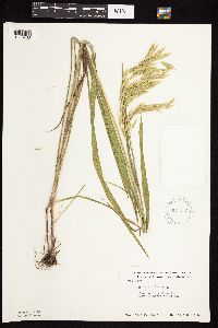 Bromus ciliatus image