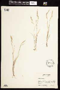 Bromus japonicus image